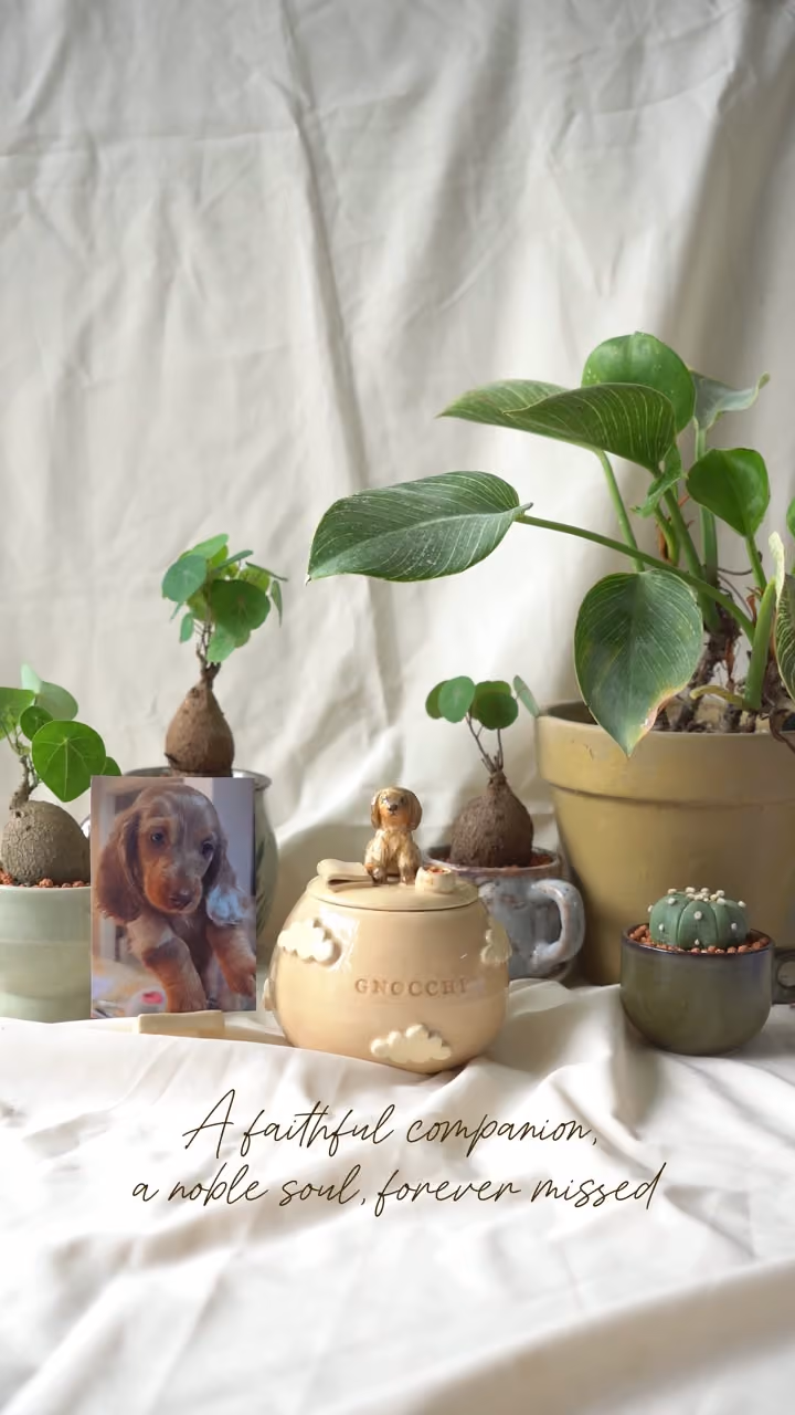 A finished ceramic urn with Gnocchi’s name on it, filmed beside a photo of Gnocchi