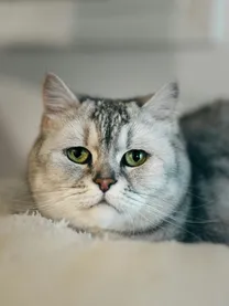 Luna the silver tabby on a cream blanket