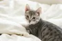 Luna as a kitten on the bed