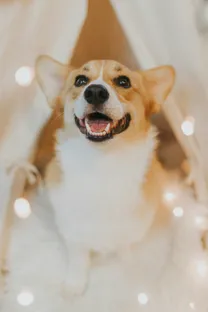 Sam the corgi grinning in a little tent with fairy lights