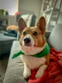 Sam on the sofa in a green bandana