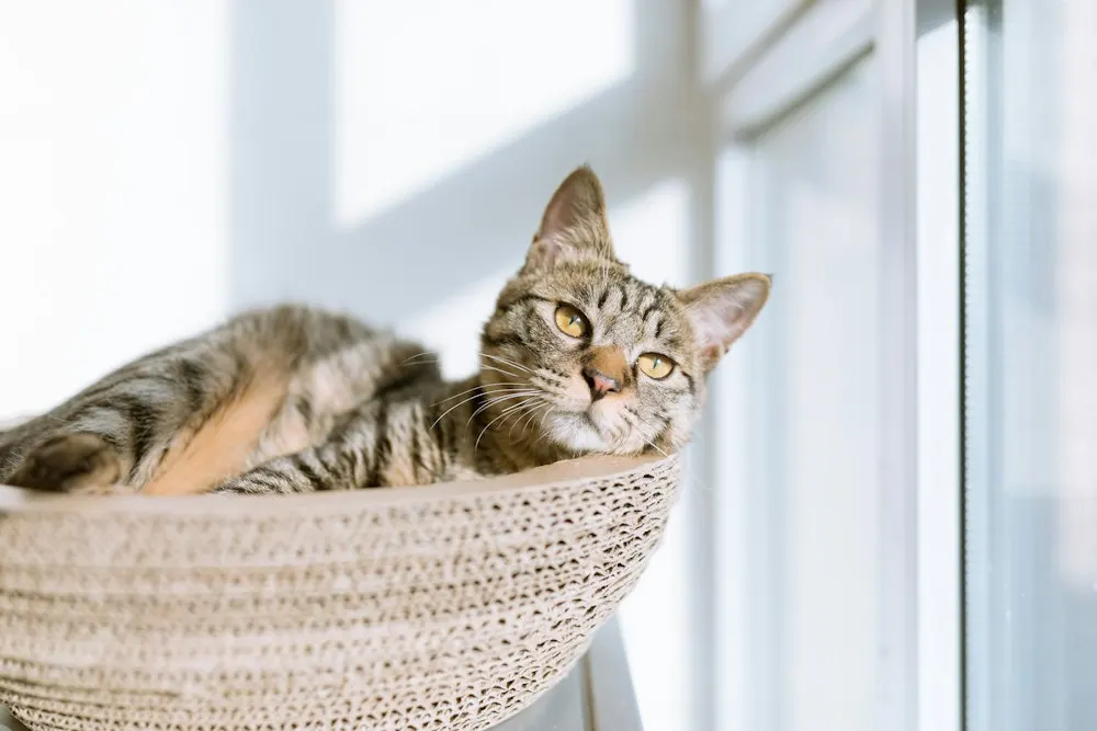 Asleep in a basket by the window