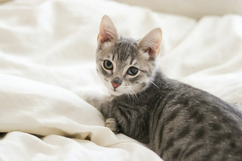 As a kitten on the bed