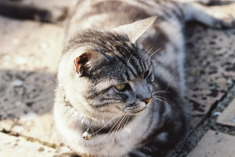 Dozing in the sun