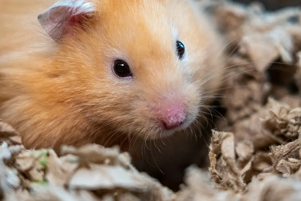 Peeking out of the bedding