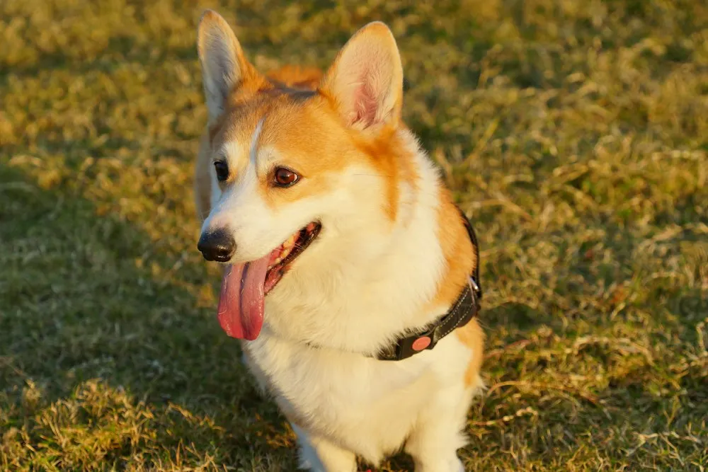 Smiling in the evening sun