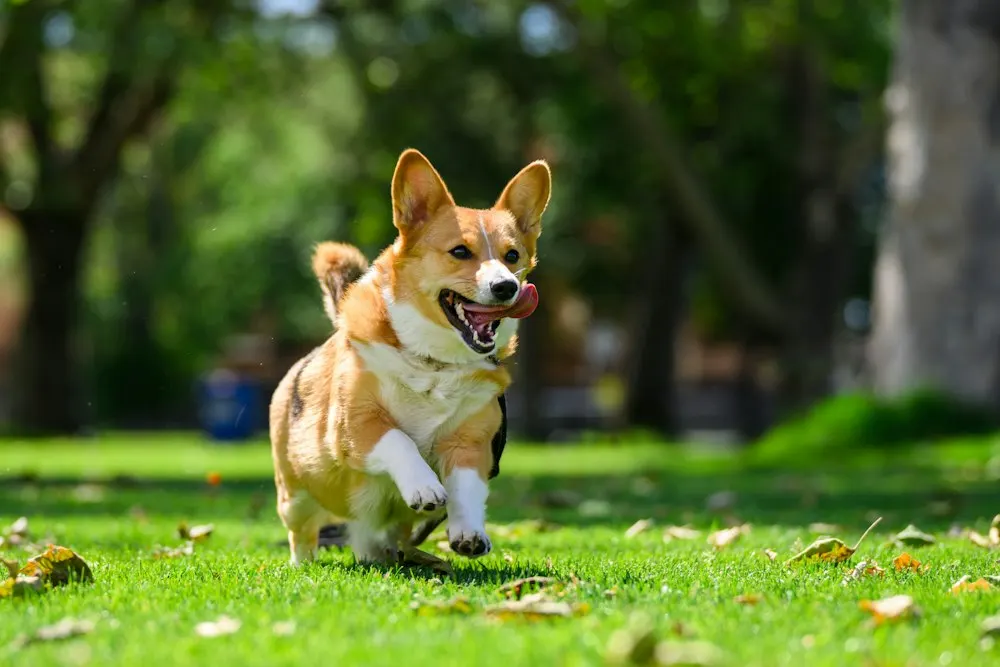 Zoomies at the park